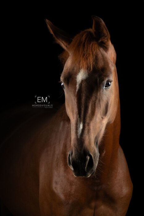 EMHorsevisuals-6Q6A0046