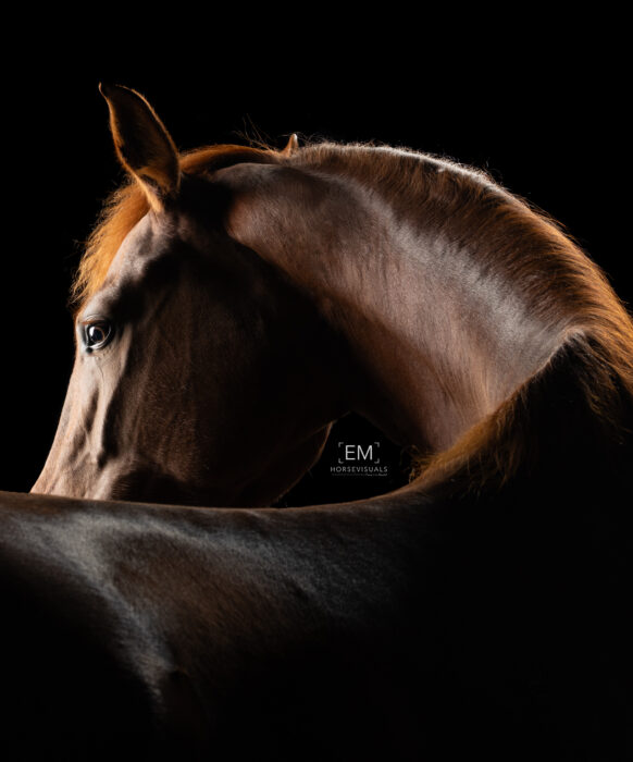EMHorsevisuals-6Q6A0084
