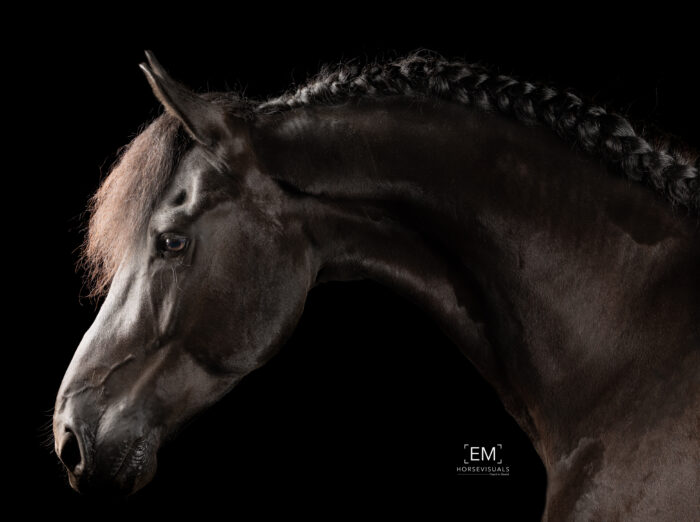 EMHorsevisuals-6Q6A0092