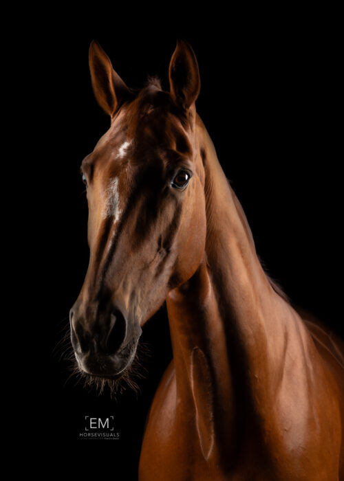 EMHorsevisuals-6Q6A0893