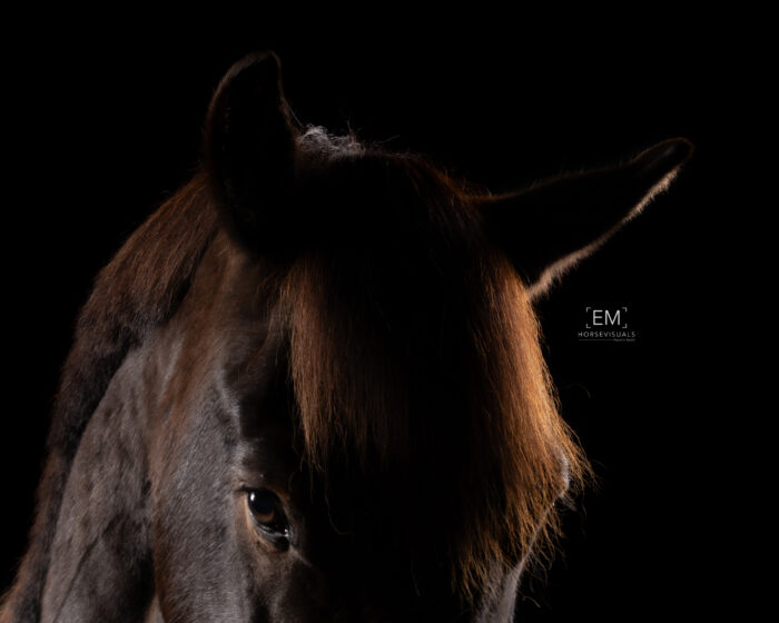 EMHorsevisuals-6Q6A0948